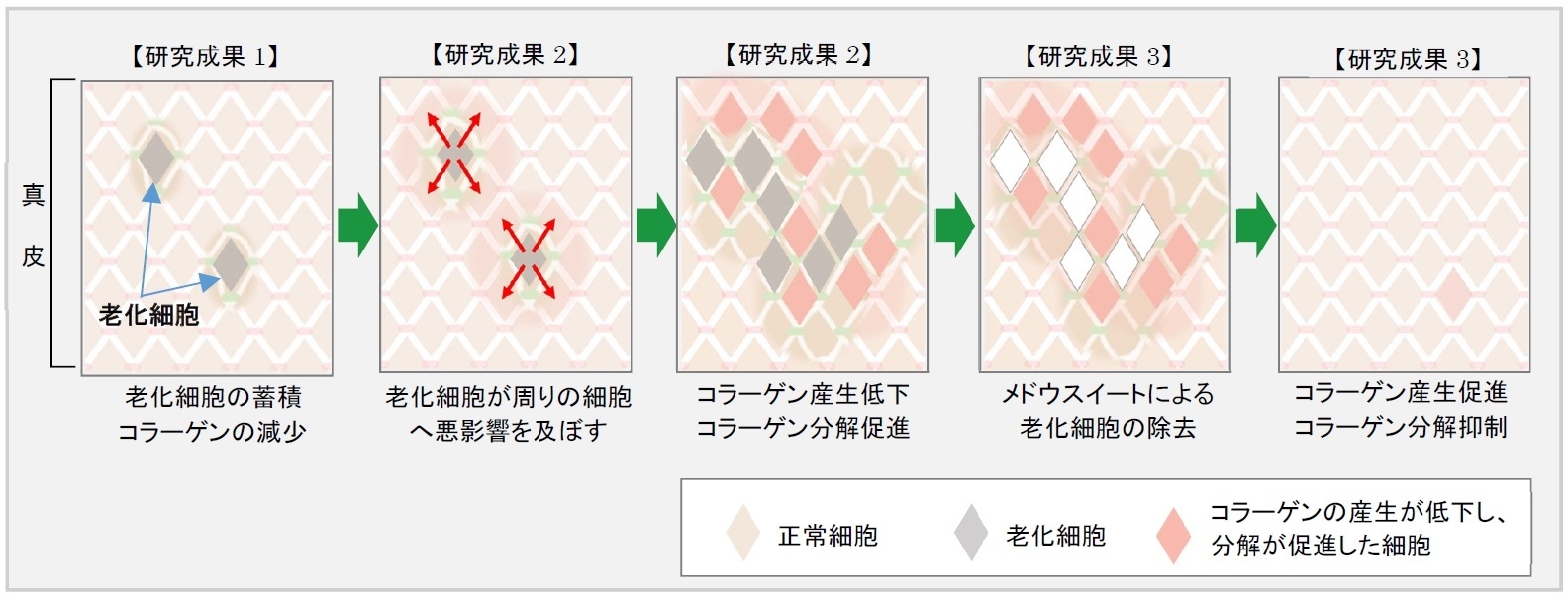 老化細胞が周りの細胞に及ぼす影響と『メドウスイート』の効果