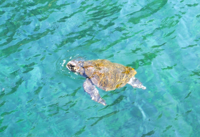 野伏港岸から見られるウミガメ