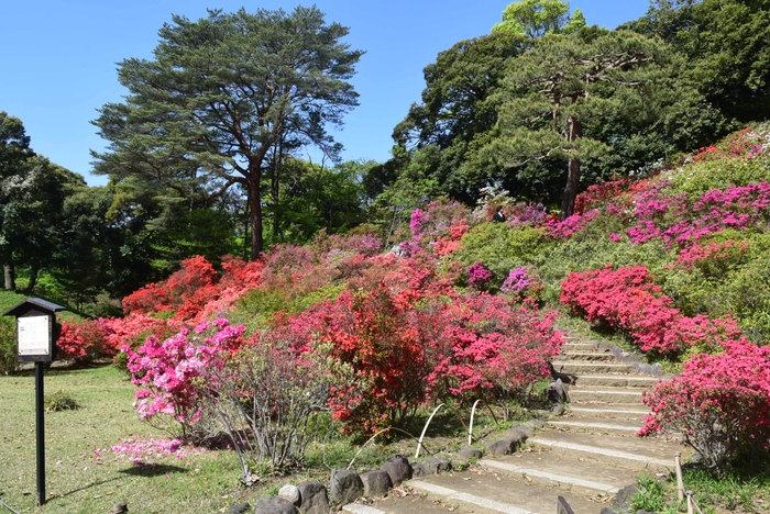 六義園のツツジ（4月19日撮影）