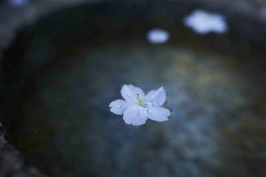 本物の総本山で心を整え、魂を磨き、利他の心を得る　 総本山 仁和寺　 年に一度の、美と幸福を得るひととき 「JAXURY　茶会×本物を知る寺子屋2025」を開催　 2025年3月30日(日)於：総本山仁和寺(京都)