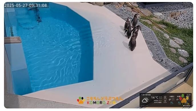 小諸市動物園公式YouTubeチャンネル ペンギン舎ライブカメラ