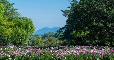 芍薬が彩る春の庭「つくば牡丹園」、いよいよクライマックスへ　 水面に浮かぶ「芍薬の花筏(はないかだ)」今年も登場