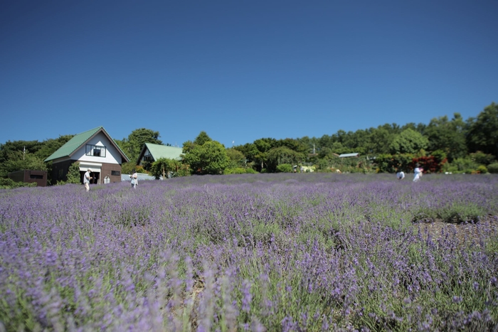 【標高1,000mラベンダー畑】夢ハーベスト農場