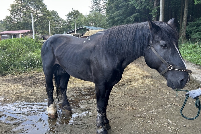 時速5kmのジェントルマン、蓮くん