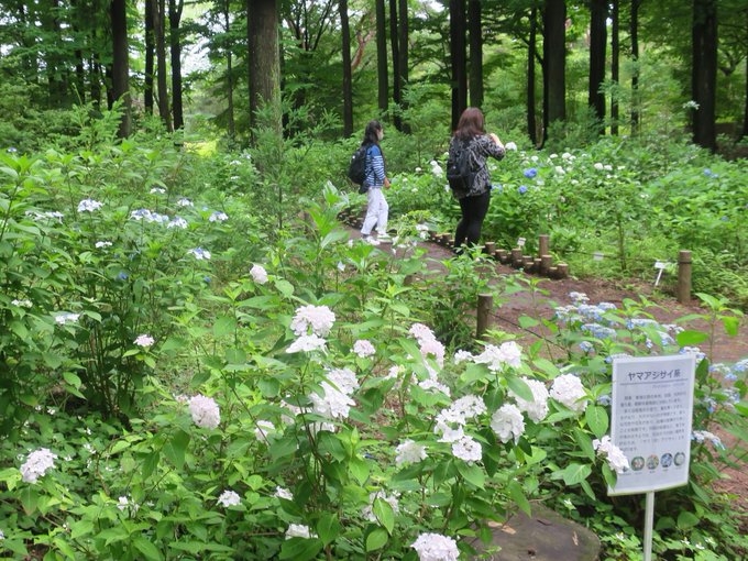 あじさい園(令和4年撮影)