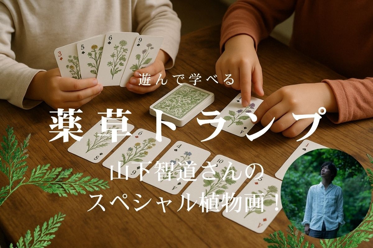 遊んで学べる特典の薬草トランプ。