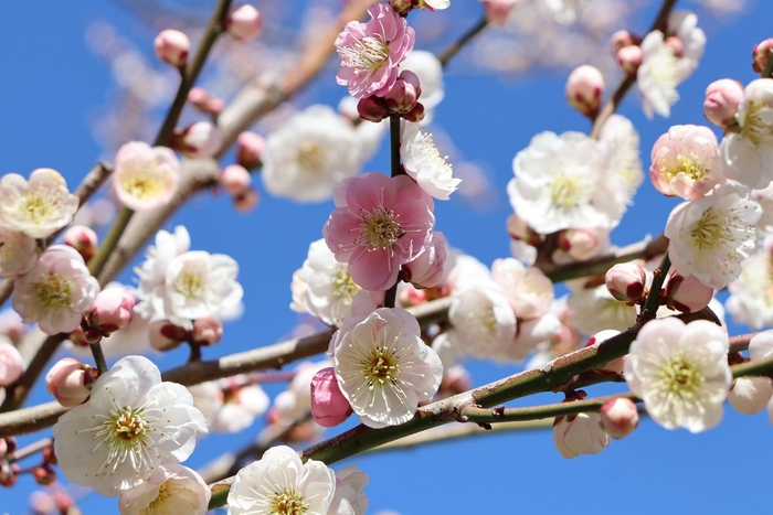 ウメ‘輪違い’(令和5年度撮影)