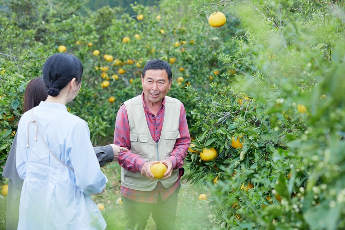宮崎県日南市 国産グレープフルーツ