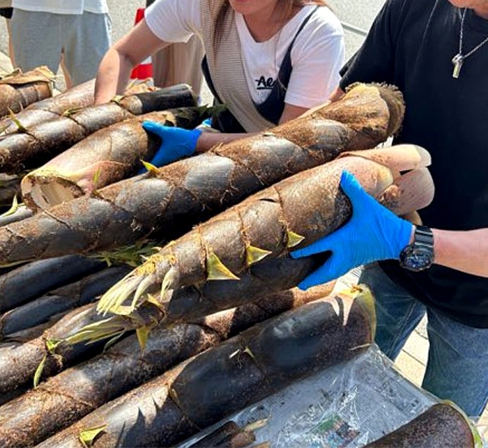 竹の子掴み放題(4/20~計2回)