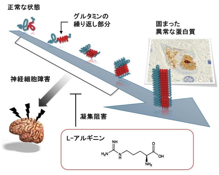 図:L-アルギニンの効果 L-アルギニンはポリグルタミン蛋白質が凝集するのを防ぎます。