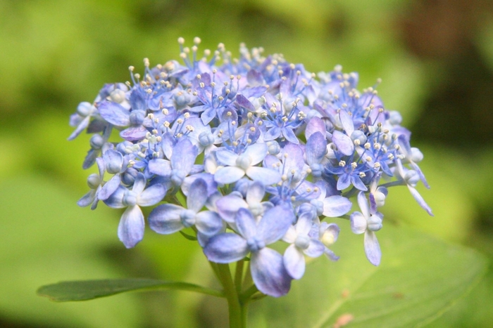 ‘天竜千鳥’ （ガクアジサイ系）