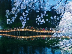 take_wildboar撮影場所:井の頭恩賜公園