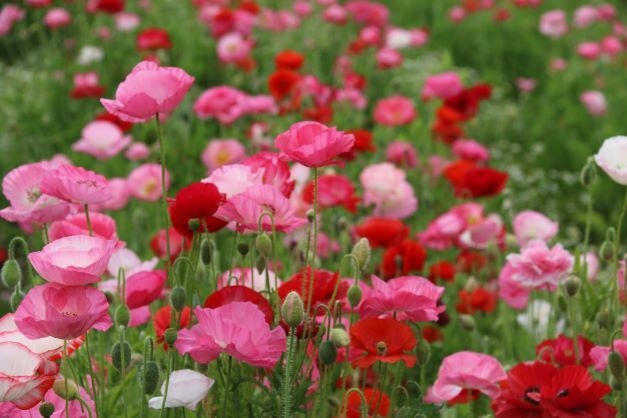 鬼怒フラワーラインのポピー