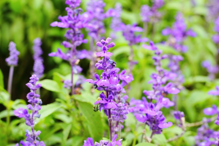 ブルーサルビア