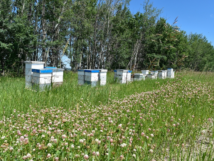 カナダ・アルバータ州のクローバー畑