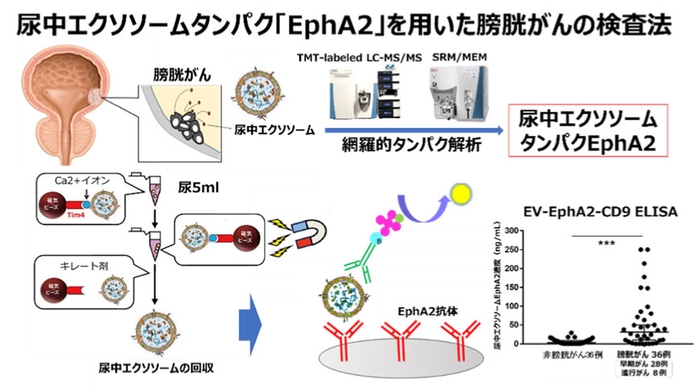 尿中エクソソームタンパク「EphA2」を用いた膀胱がんの検査法