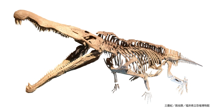 レドンダサウルス（レプリカ）