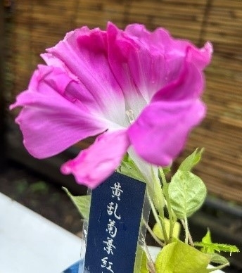 変化朝顔の展示（昨年の様子）