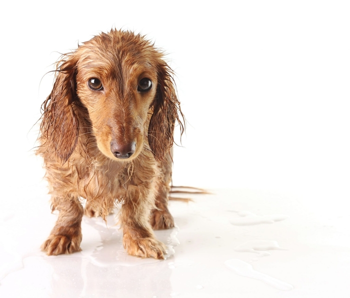 飼い主さんが忙しくお散歩に行けない日や雨の日など、お散歩に行けない際は無理にお散歩に行く必要はありません!
