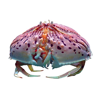 トラフカラッパ