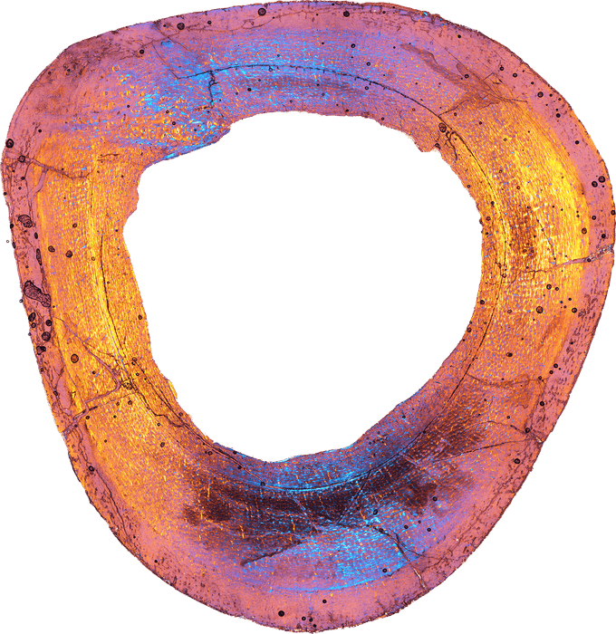 脚の断面写真＝研究グループ提供