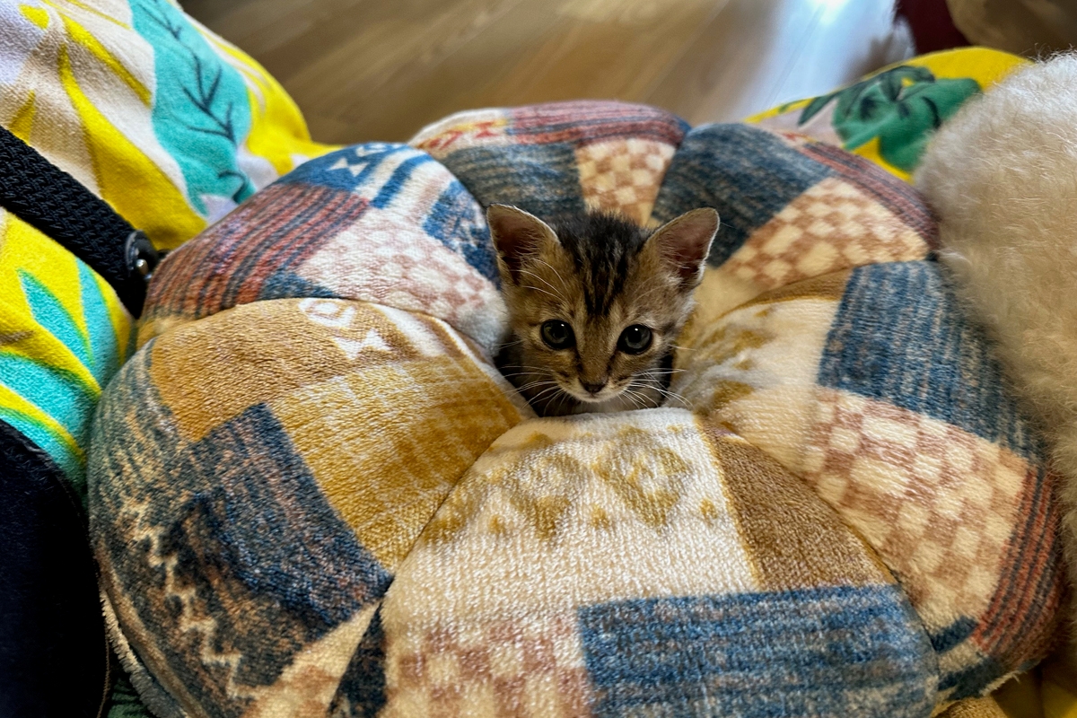 保護した仔猫のまめちゃん