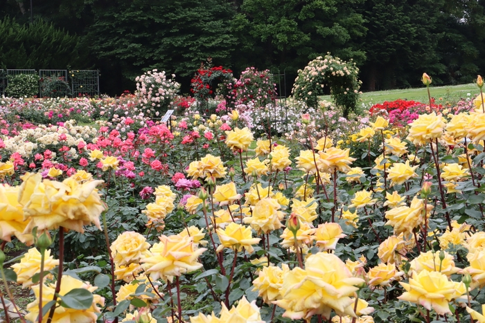 ばら園の様子(令和4年撮影)