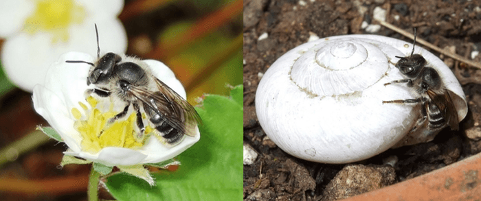 マイマイツツハナバチ(左:イチゴの花に訪花、右:カタツムリの空き殻に巣を作る様子)