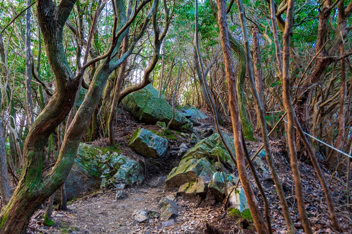ハイキングコース(御岩山頂上付近)