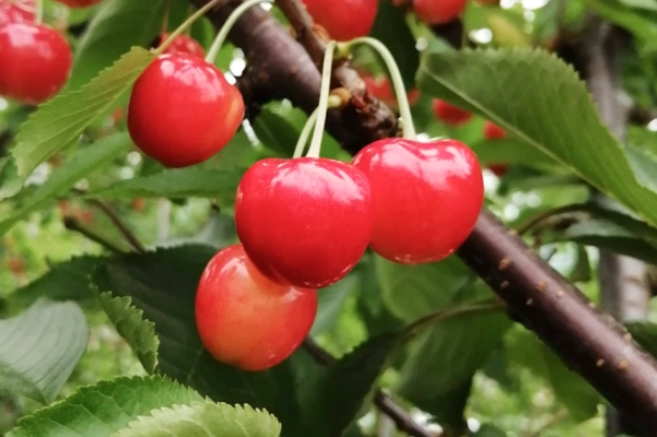 山形・大石田町の“奇跡のさくらんぼ”栽培を 未来へつなぐプロジェクトを開始