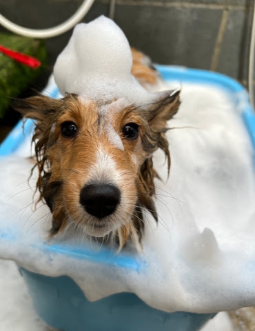 ペットも炭酸温泉で癒し