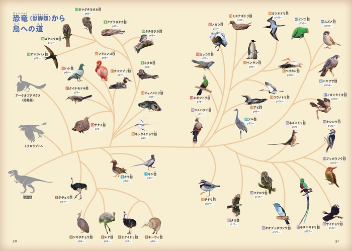 恐竜(獣脚類)から鳥への道