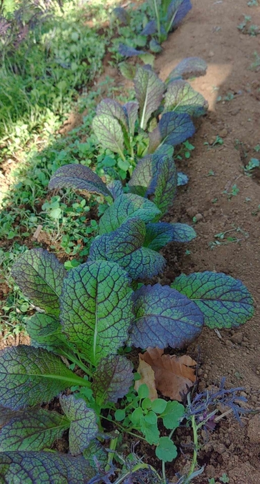 地元旬野菜　マスタードレッド