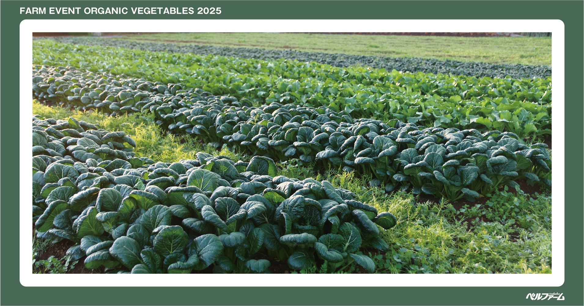 有機野菜3種収穫体験イベントイメージ画像②