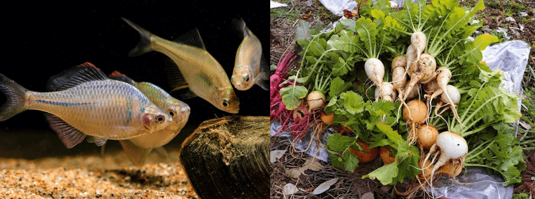 ニッポンバラタナゴ(ペタキン)(左)、「ぺたきんの恵み」認証を受けた農産物(右)