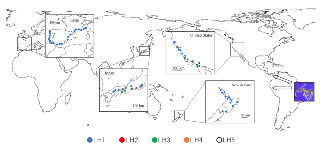 アルゼンチンアリのスーパーコロニーの世界分布