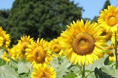 夏と言えばひまわり!