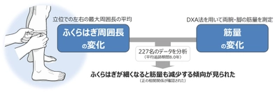 ふくらはぎが細くなったら筋量減少のサイン　 世界初！ふくらはぎ周囲長の変化と 筋量の変化の関係性を縦断的に検討
