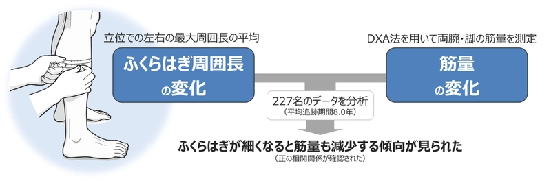 ふくらはぎが細くなったら筋量減少のサイン　 世界初！ふくらはぎ周囲長の変化と 筋量の変化の関係性を縦断的に検討