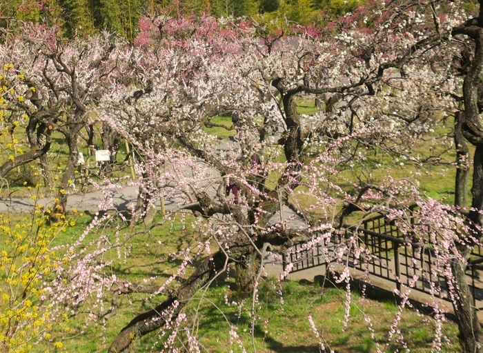 うめ園(令和4年度撮影)
