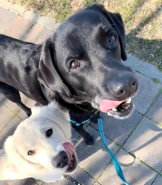 商品開発犬 第一期生 まろくん&はくくん