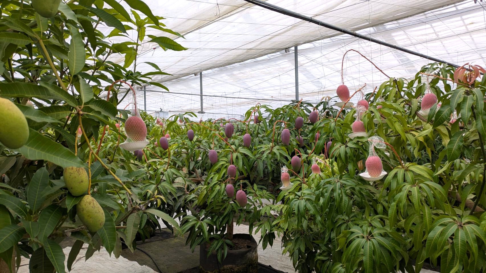 マンゴー栽培の様子