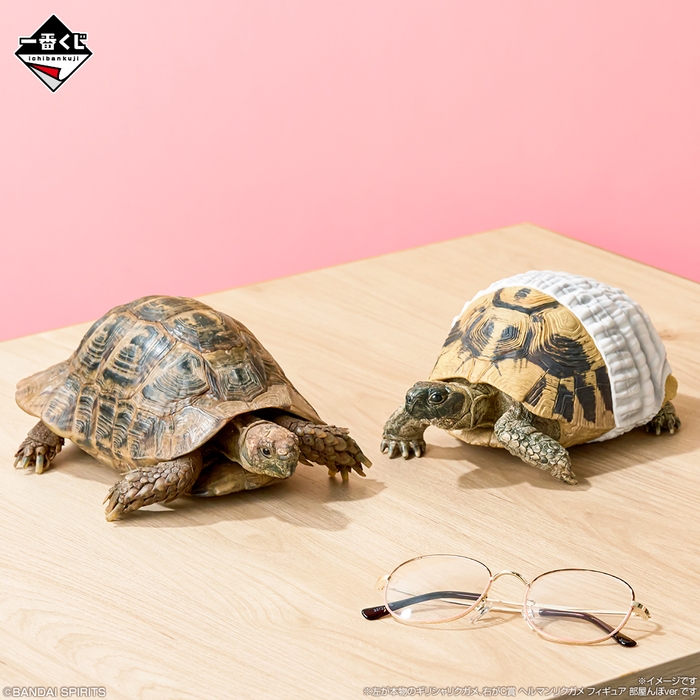 C賞:ヘルマンリクガメ フィギュア 部屋んぽver.(イメージ2)