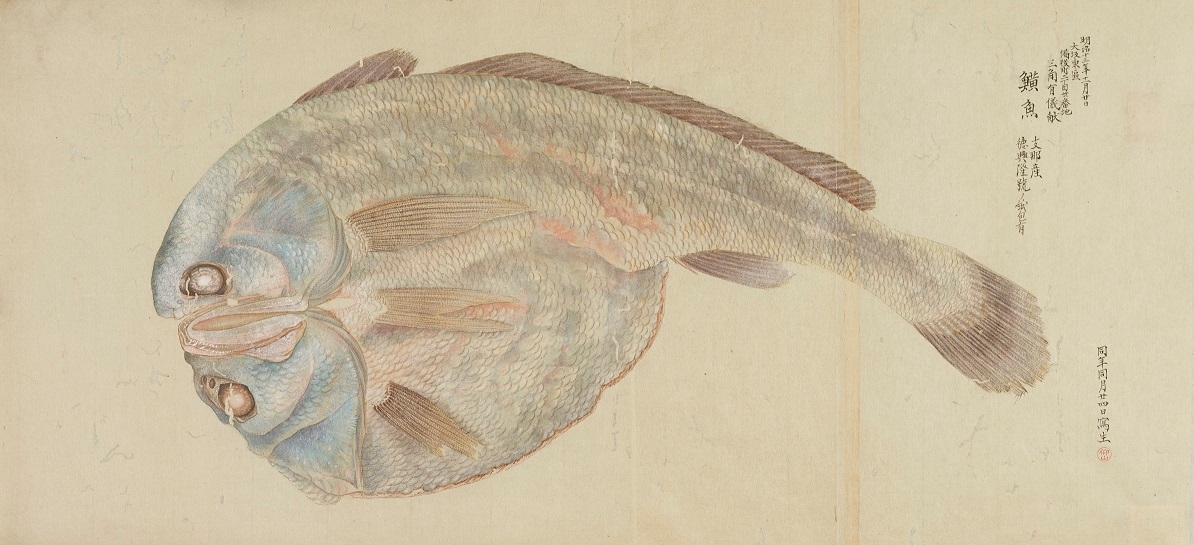 乾魚(博物館写生図より) 中島仰山筆 明治13年(1880) 東京国立博物館蔵