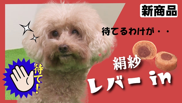 絹紗レバーin　動画