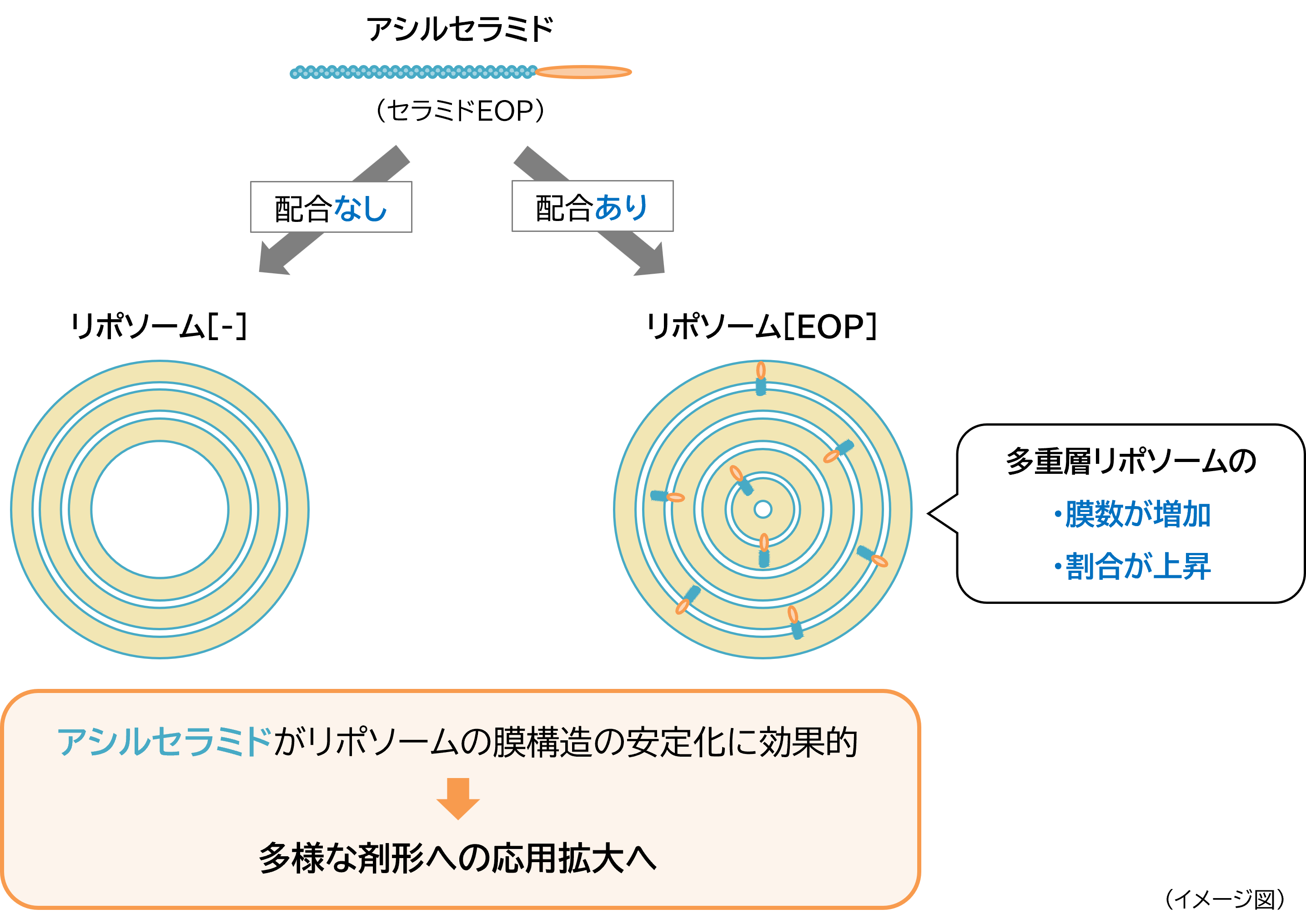 「アシルセラミド」が「多重層リポソーム」を安定化させるメカニズム