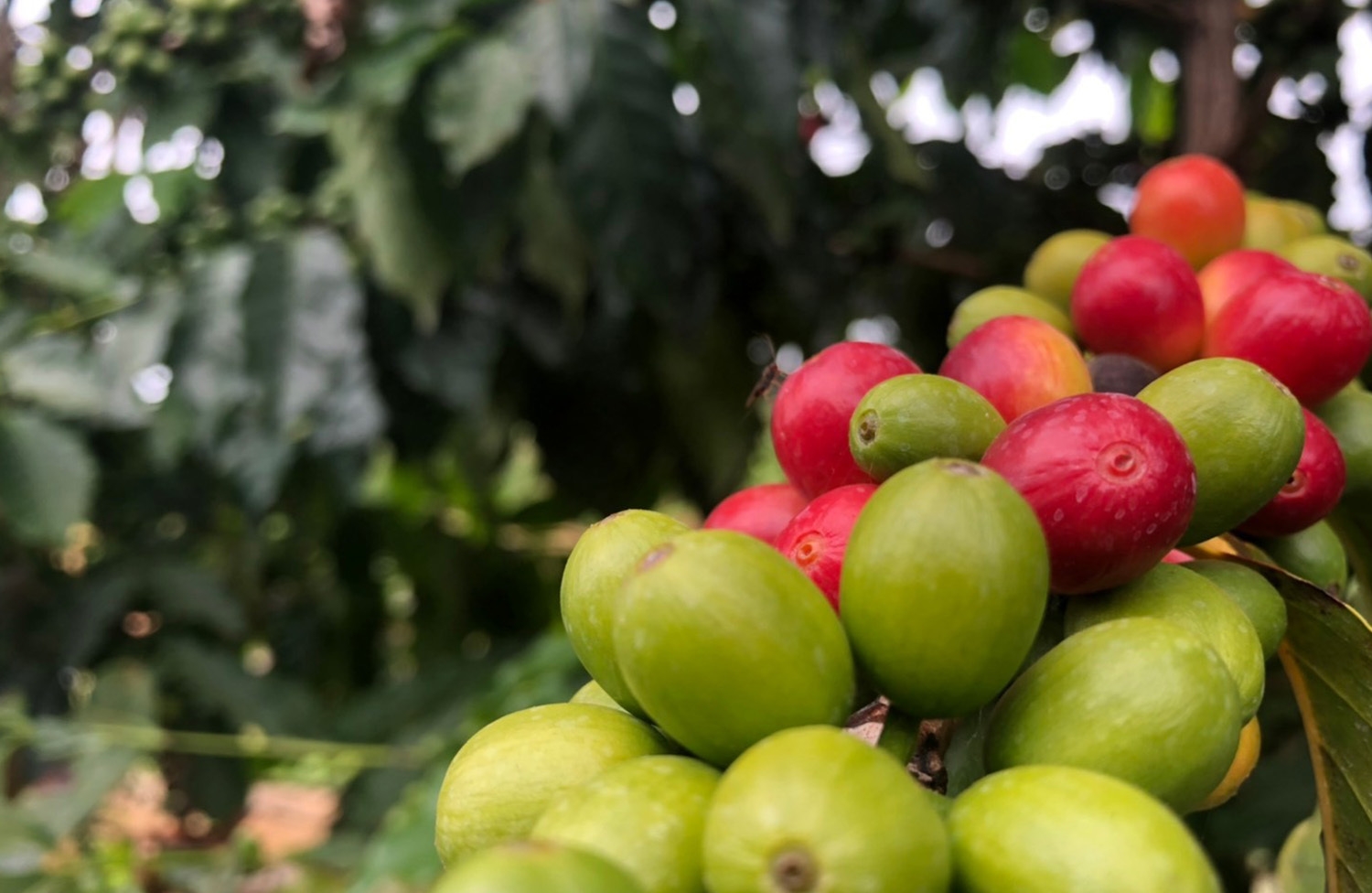 シングルオリジン