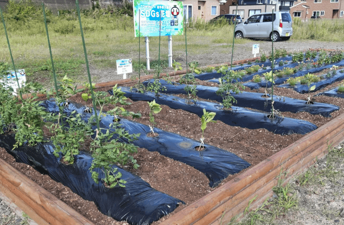 【SDGs花壇 移転前の様子】