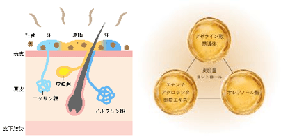 脂性肌へのアプローチ