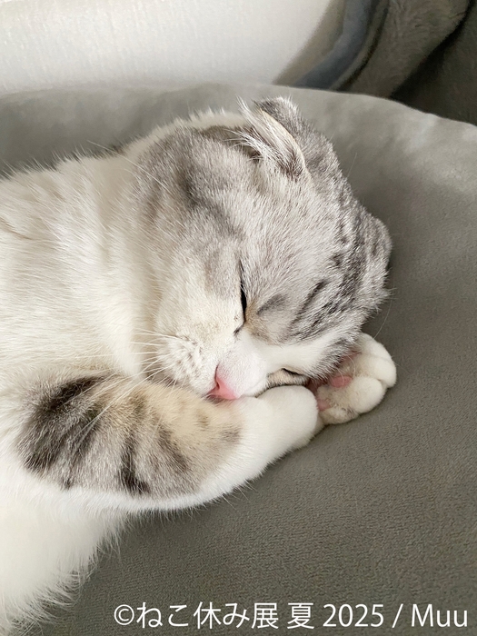 ねこ休み展 展示作品:Muu